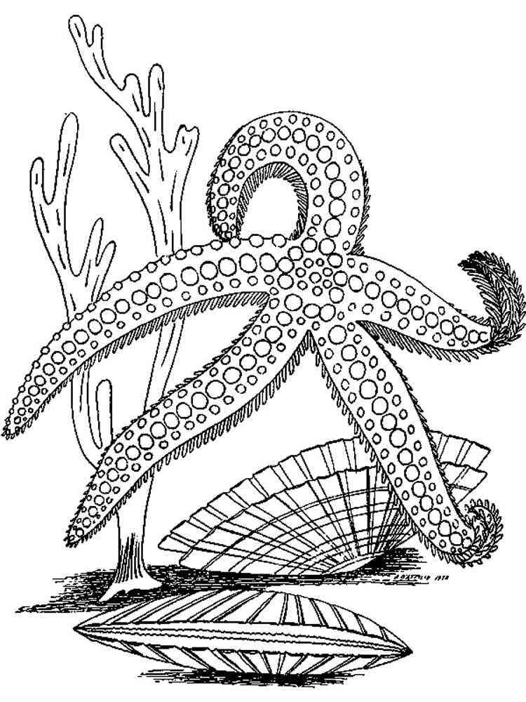 Starfish coloring pages. Download and print Starfish coloring pages.